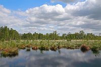 Moorlandschaft Wollgras Wolken