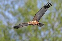 Rohrweihe im Flug vor Weide