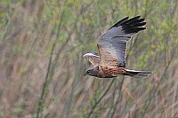 Rohrweihe im Flug v Vegetation