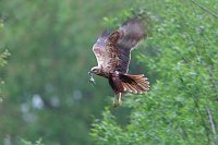 Rohrweihe mit Beute im Flug