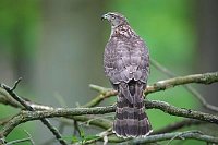 Habicht hoch schauend