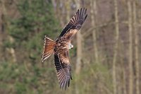 Rotmilan vor Wald fliegend