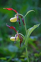 Frauenschuh 2 Blueten im Licht