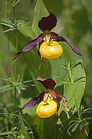 Frauenschuh in Vegetation