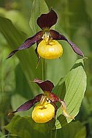 Frauenschuh sattgelber Schuh