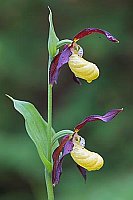 Frauenschuh Stiel 2 Blueten