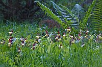 Frauenschuh vor Farn