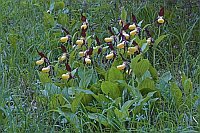 Frauenschuh Bluetenpflanze