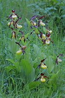 Frauenschuh Pflanze am Hang