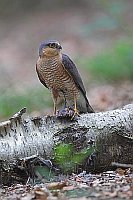 Sperber auf Totholz mit Beute