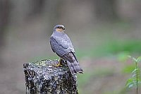 Sperber Baumstumpf Rupfplatz