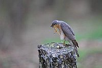 Sperber kratzt sich Rupfplatz