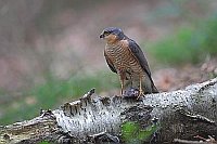 Sperber m Beute Birkenstamm