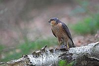 Sperber rufend mit Beute