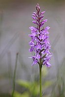 Geflecktes Knabenkraut Bluete