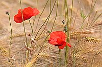 Klatschmohn in reifem Weizen
