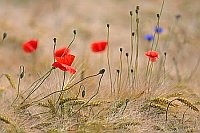 Klatschmohn in Weizenfeld