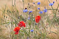 Klatschmohn Kornblume Kornfeld