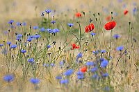 Klatschmohn zw Kornblumen