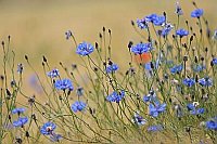 Kornblumen in reifem Kornfeld