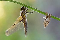 Vierfleck geschl m Larvenhaut