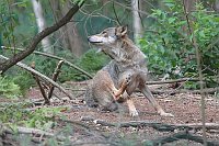 Wolf Fehe sich kratzend