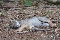 Wolf Welpe mit Stock spielend