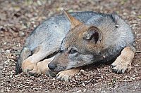Wolf Welpe ruhend