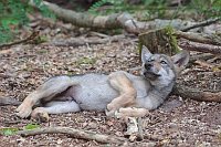 Wolf Welpe sich ausruhend
