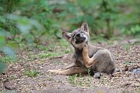 Wolf Welpe sich kratzend B