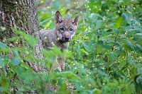 Wolf Welpe im Gebuesch