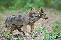 Wolf Welpen 2 aufmerksam