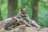 Wolf Welpen 2 spielend