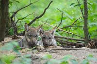 Wolf Welpen 2 zusammen liegend