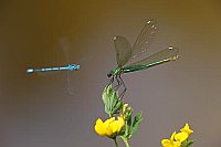 Gebaenderte Prachtlibelle Azur