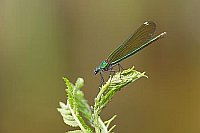 Gebaenderte Prachtlibelle Weib