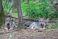 Wolf Welpen 3 ruhend