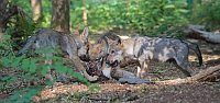 Wolf Welpen im Wald an Beute A