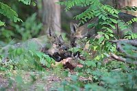 Wolf Welpen im Wald Beute esse