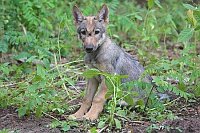 Wolf Welpe auf Waldboden sitze