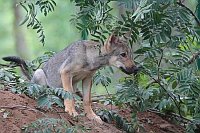 Wolf Welpe unter Strauch hervo