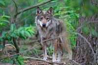 Wolf Ruede von vorn im Wald