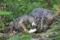Wolf Welpen 2 an der Beute