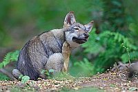 Wolf Welpe sich kratzend