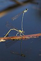 Federlibellen Tandem Blaue