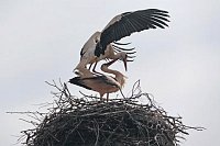 Storchenpaar Fluegel vorn