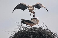 Storchenpaar vor Paarung