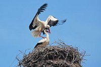 Weissstoerche Balance Paarung