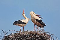 Weissstoerche Begruessung