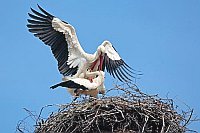 Weissstoerche Paarung